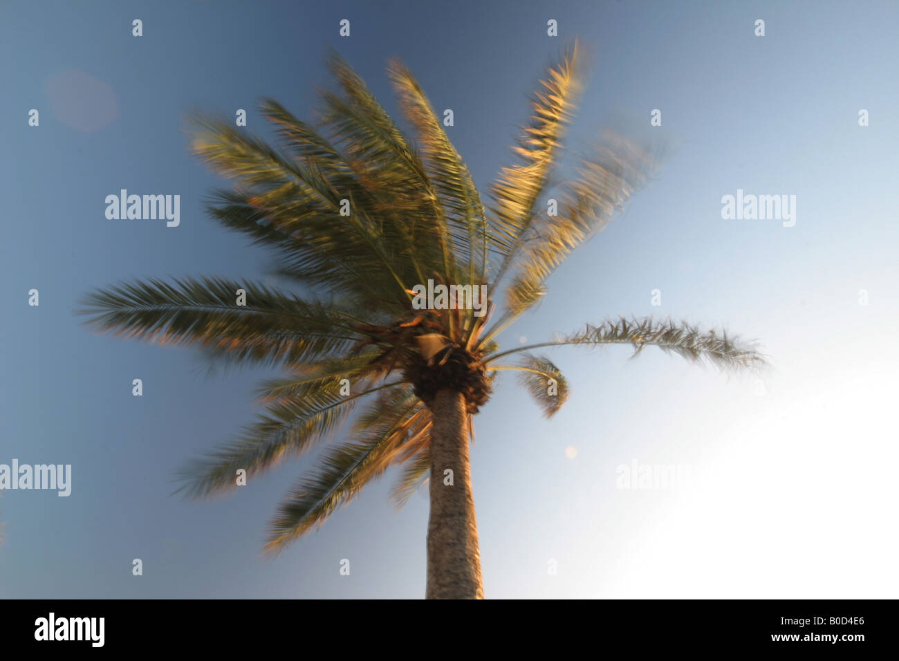 A Palm Tree against a blue sky Stock Photo - Alamy