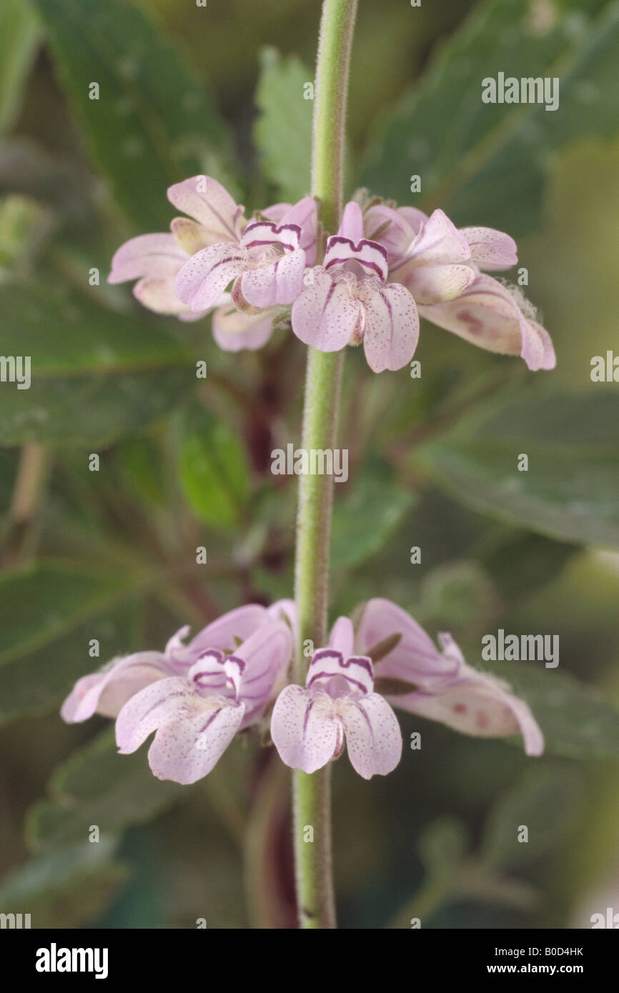 Collinsia greenii 'Mystic Lilac' Stock Photo