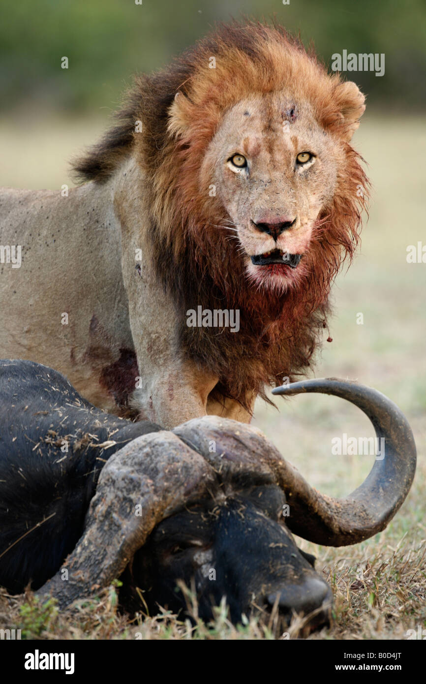 Male lion standing over a buffalo kill Stock Photo