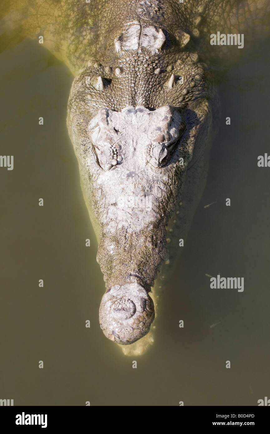 A head shot of the rare and endangered American crocodile Stock Photo Alamy