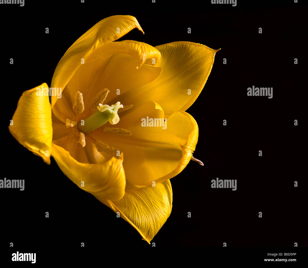 Yellow Tulip Stock Photo