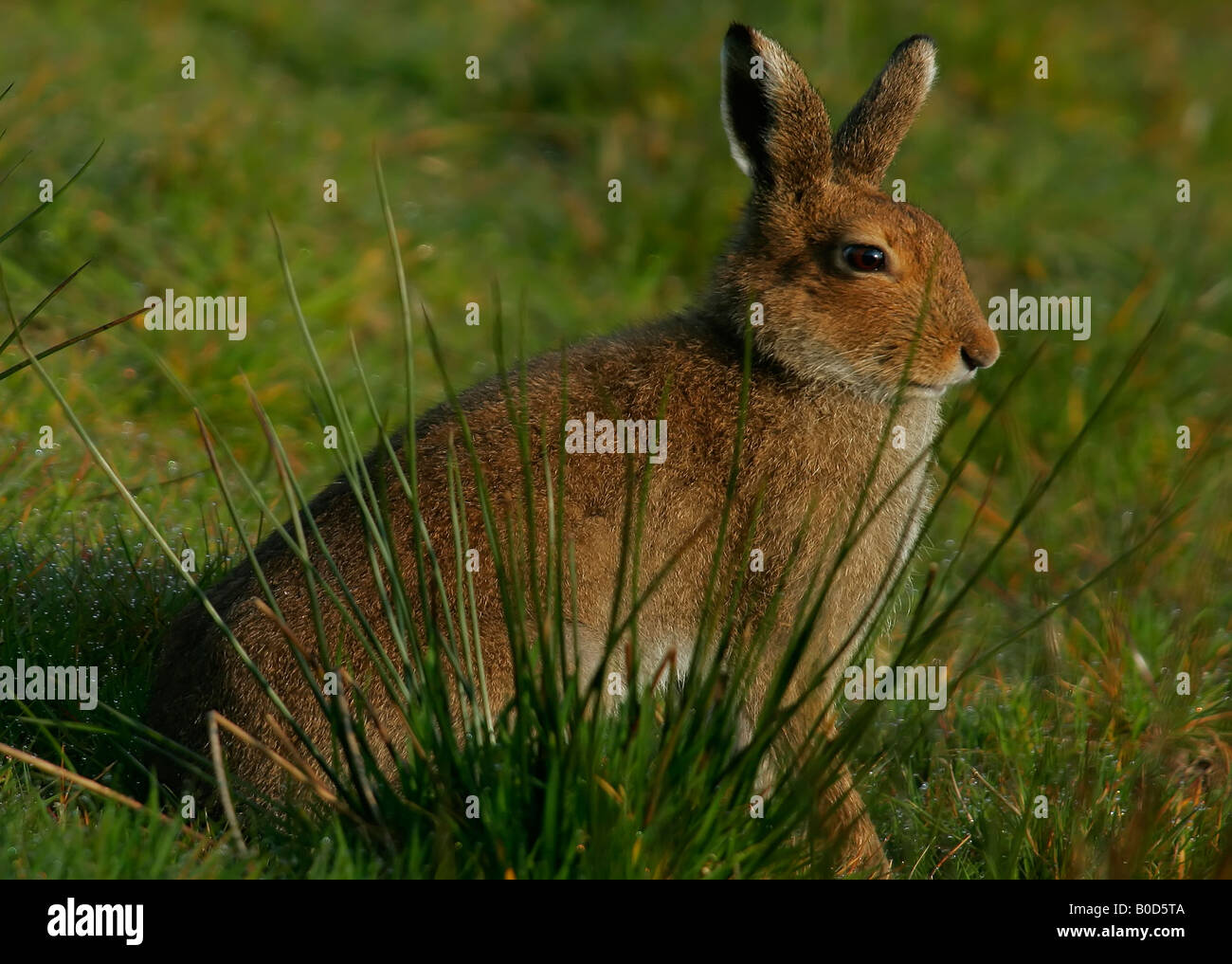 Irish or Mountain Hare. Stock Photo