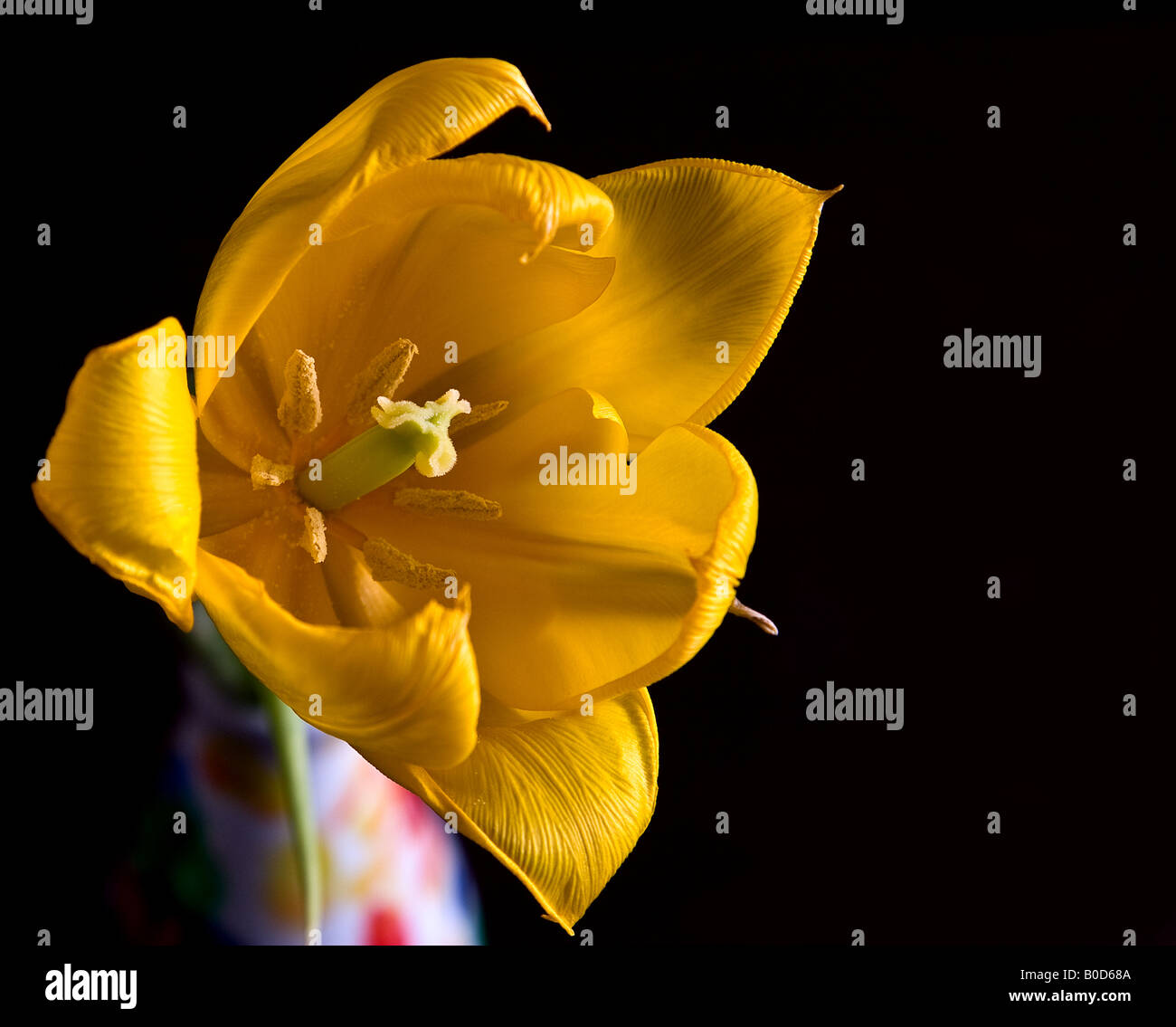 Yellow Tulip Stock Photo