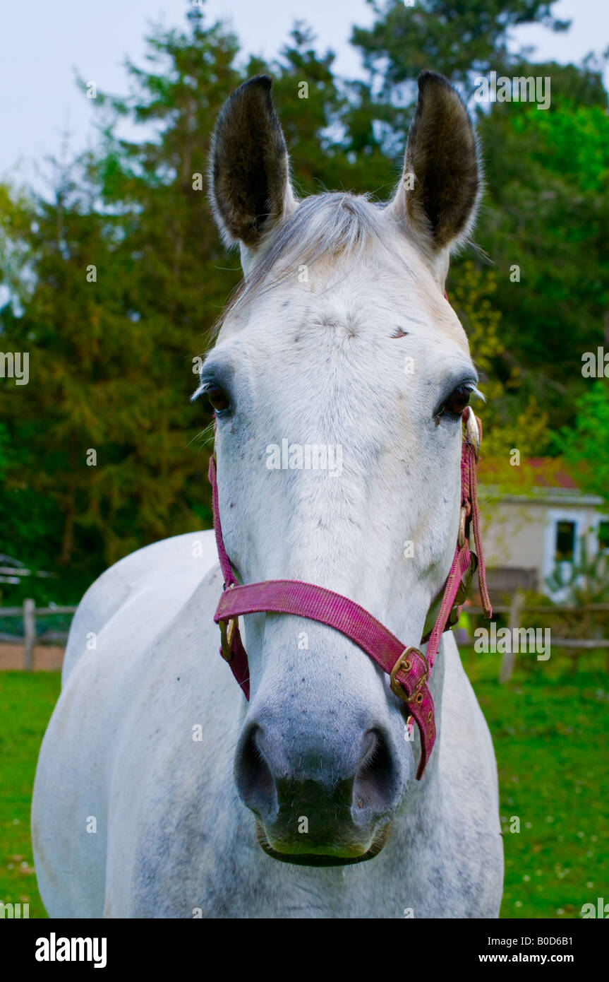Horse wearing bridal hi-res stock photography and images - Alamy Horse Wearing Bridal Hi-Res Stock Photography And Images - Alamy