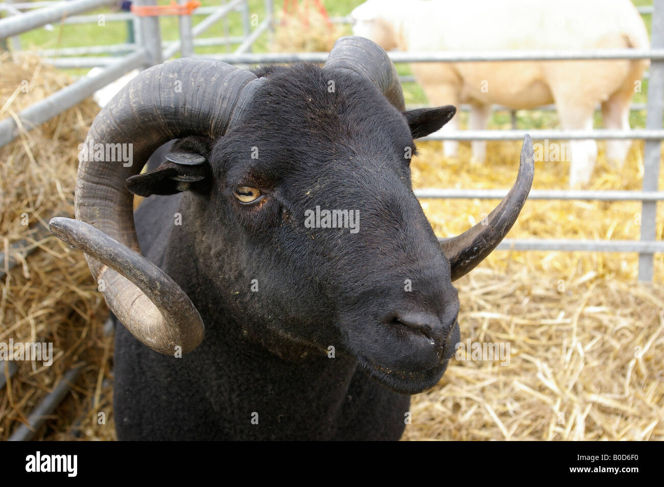 Ram with curly horns Stock Photo - Alamy