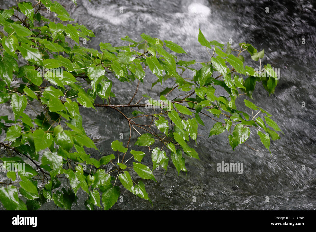 Overhanging green leaves hi-res stock photography and images - Alamy
