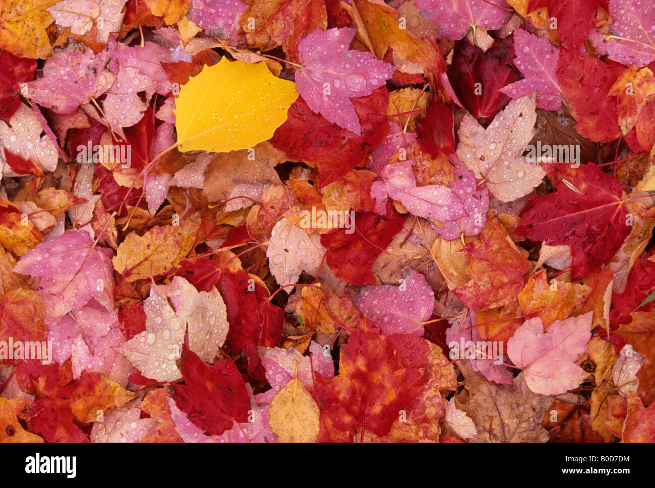 Colourful autumn leaves fallen to the ground Stock Photo - Alamy