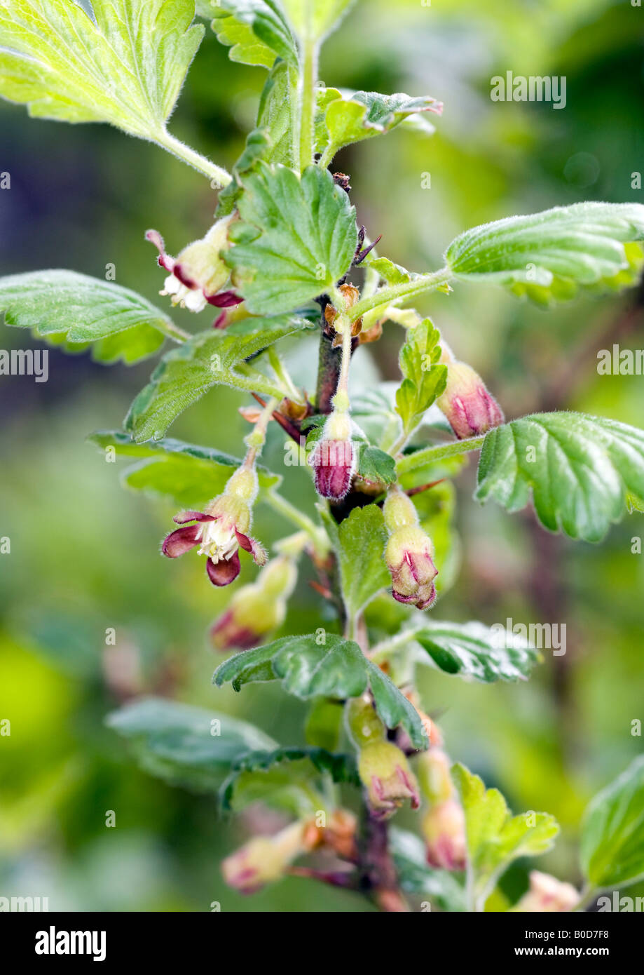 Featured image of post Simple Way to Gooseberry Tree Flowers