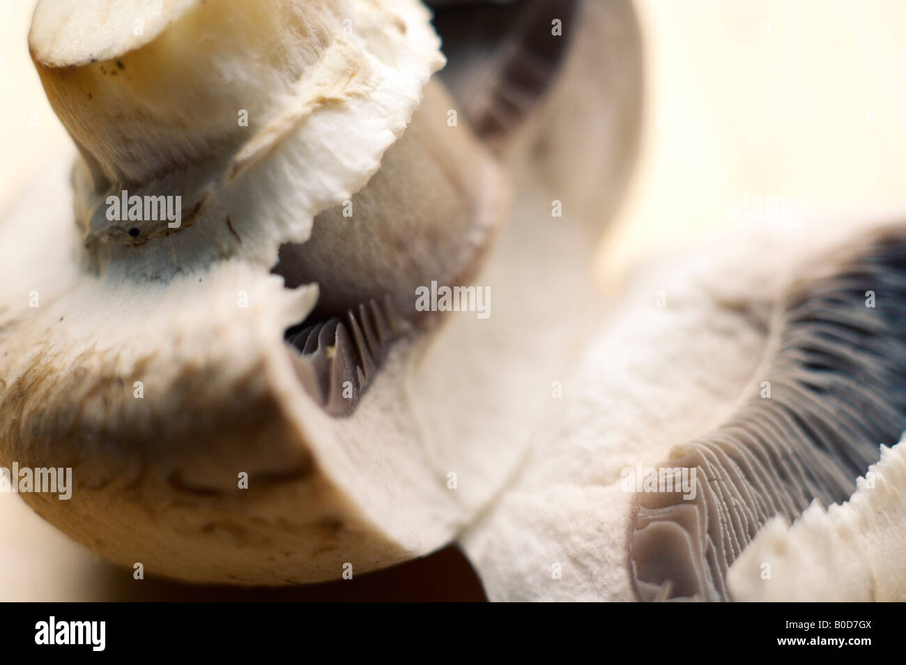 Fresh mushroom opened revealing gills Stock Photo