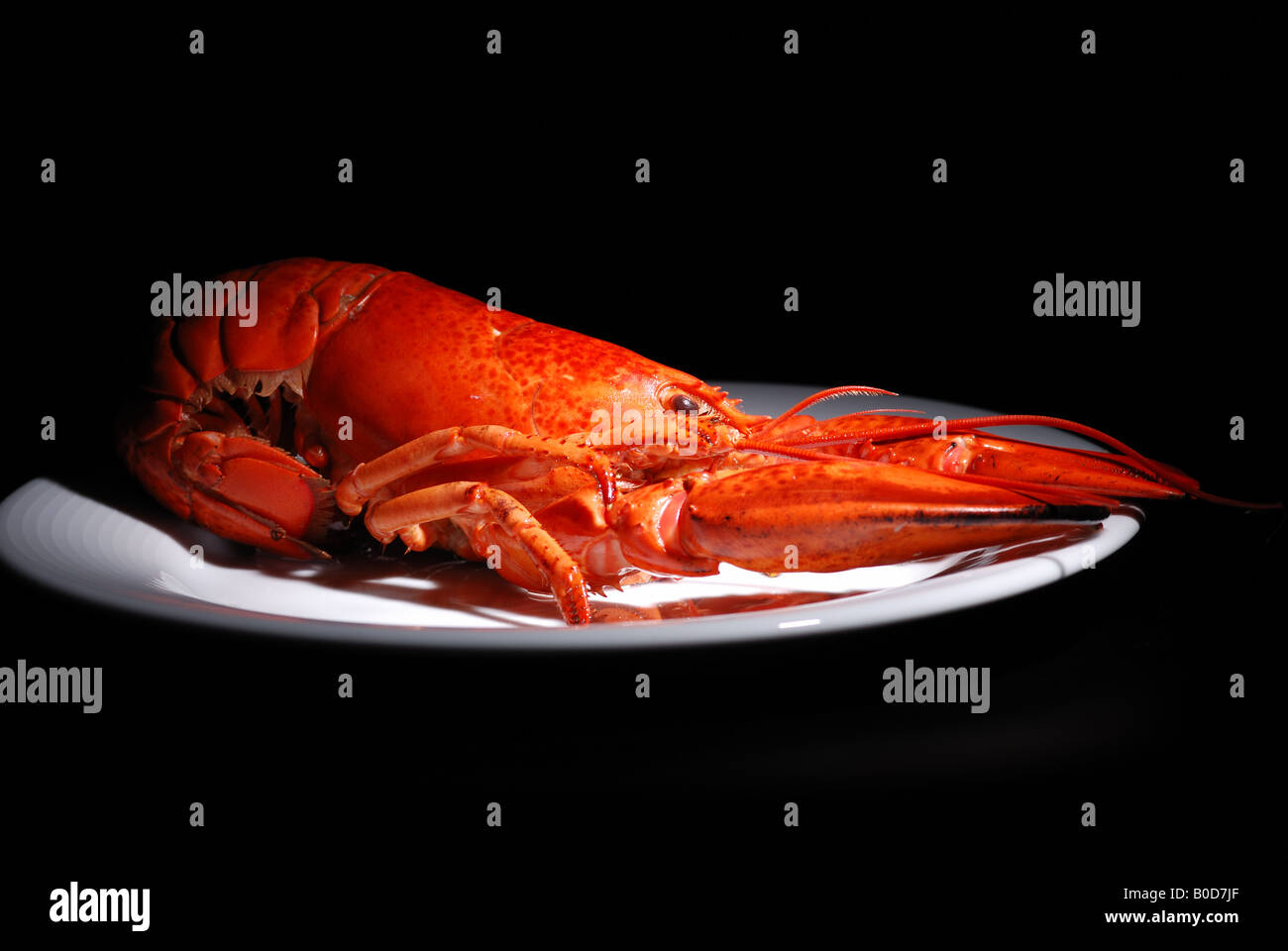 lobster on plate isolated on black background Stock Photo - Alamy