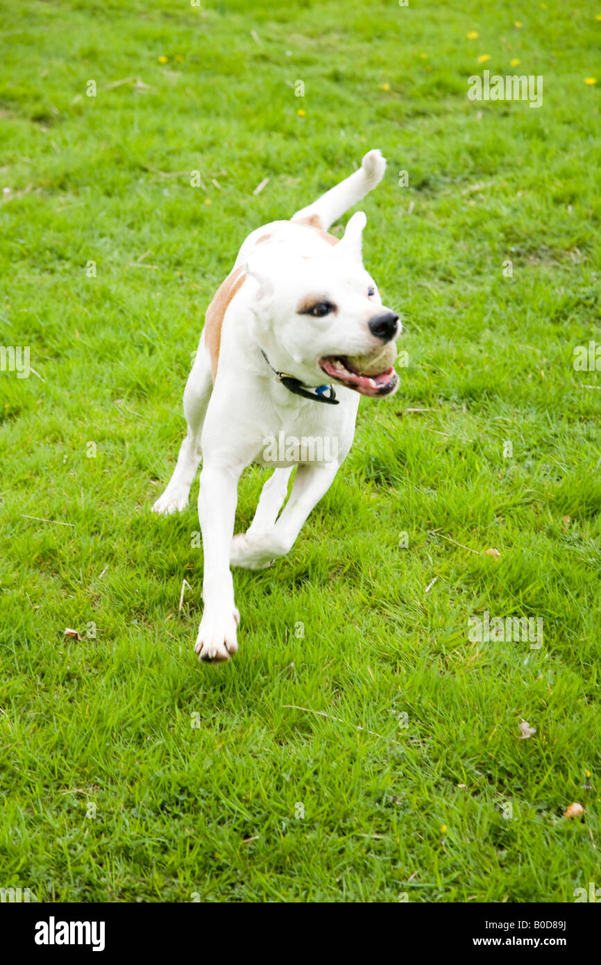 White mongrel dog playing with a tennis ball Hampshire England Stock Photo
