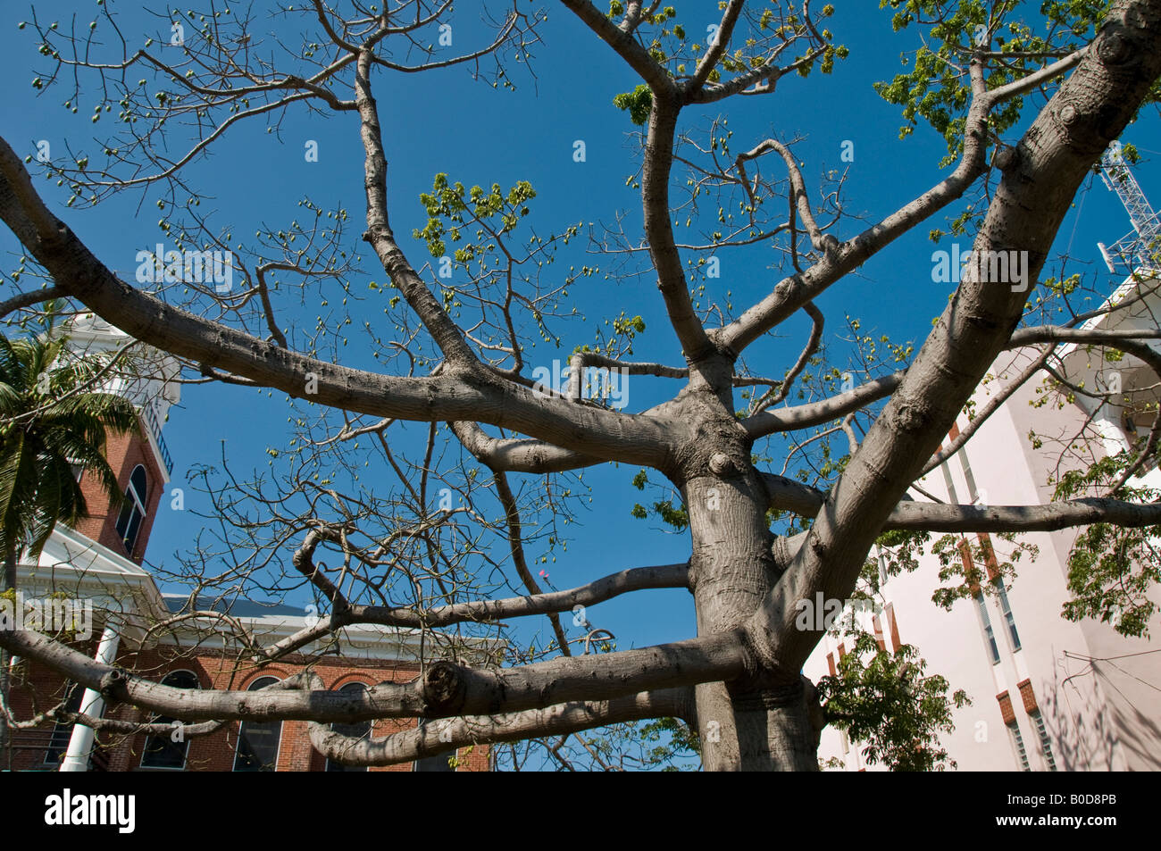 Kapok tree hi-res stock photography and images - Alamy