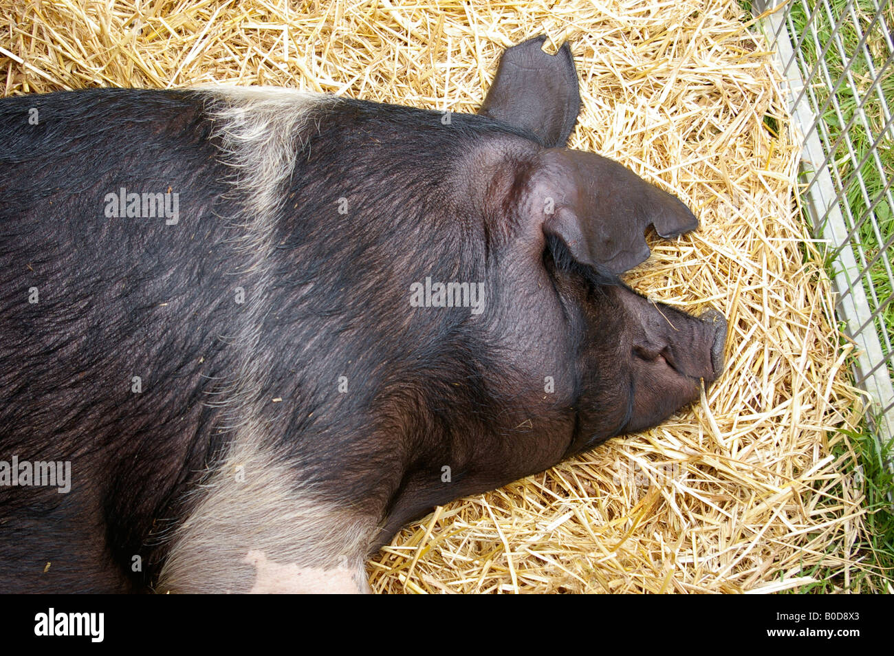 sleeping pig Stock Photo