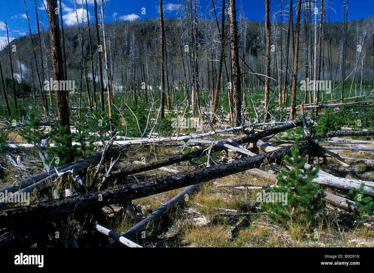Lodgepole Pine Pinus contorta saplings and seedlings after forest fire