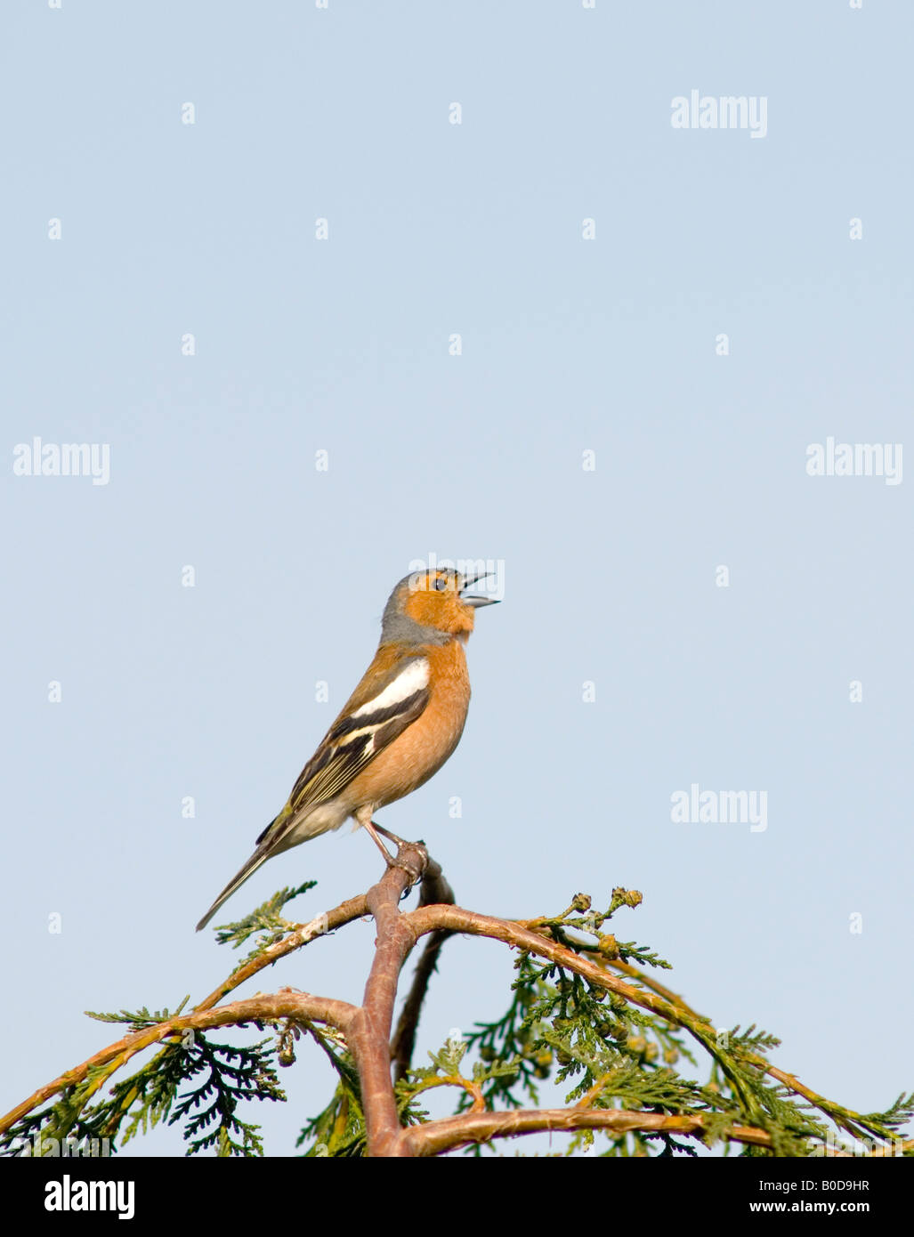 Male Chaffinch Singing (Fringilla coelebs) in the uk Stock Photo
