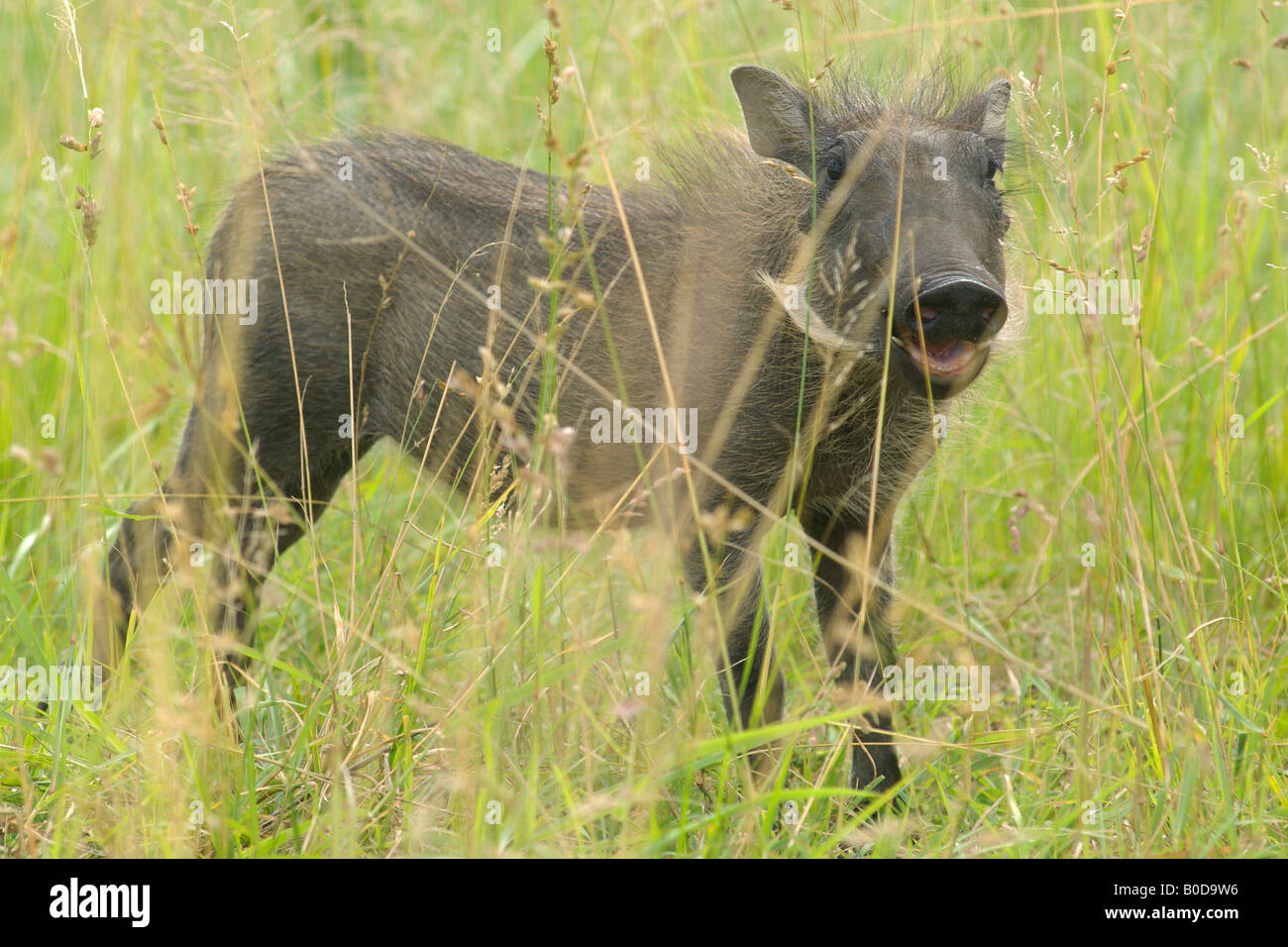Southern Warthog Phacochoerus africanus sundevallii tusks grazers tubers rooting ivory small mammal hairy ugly cute adorable fun Stock Photo