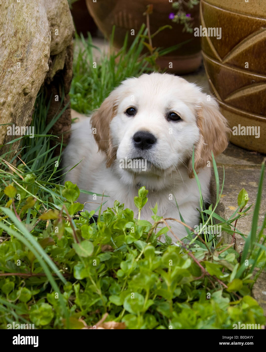 Golden Retriever Puppy bitch 8 weeks Old, sitting on grass Stock Photo ...