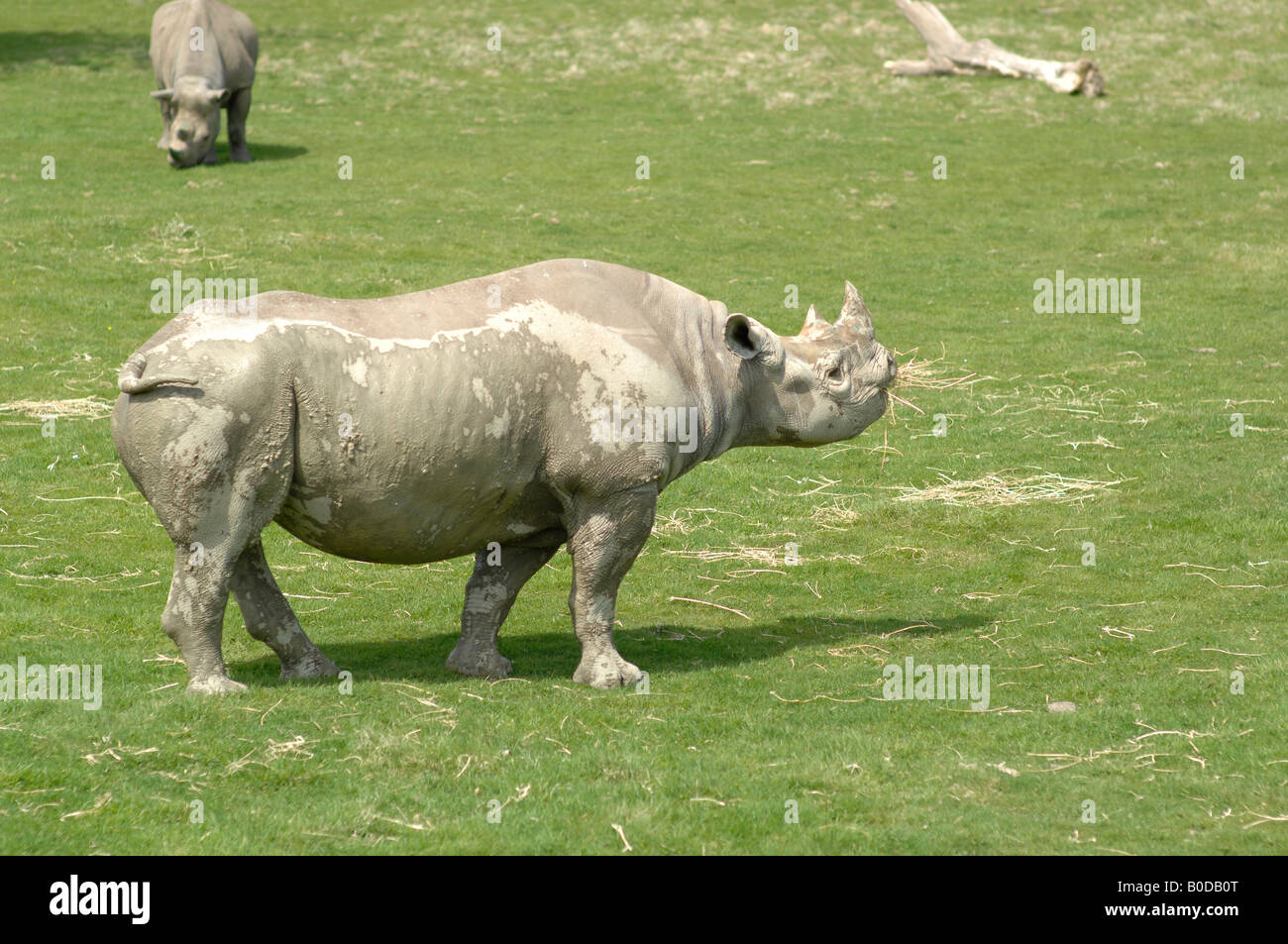 Black rhino at Port Lympne, Kent, England Stock Photo - Alamy