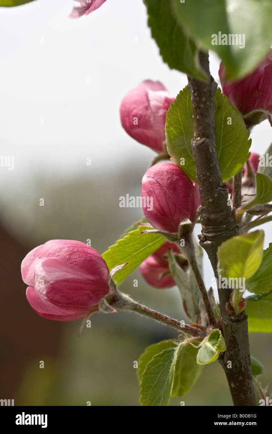 Apple blossom buds James Grieve Stock Photo
