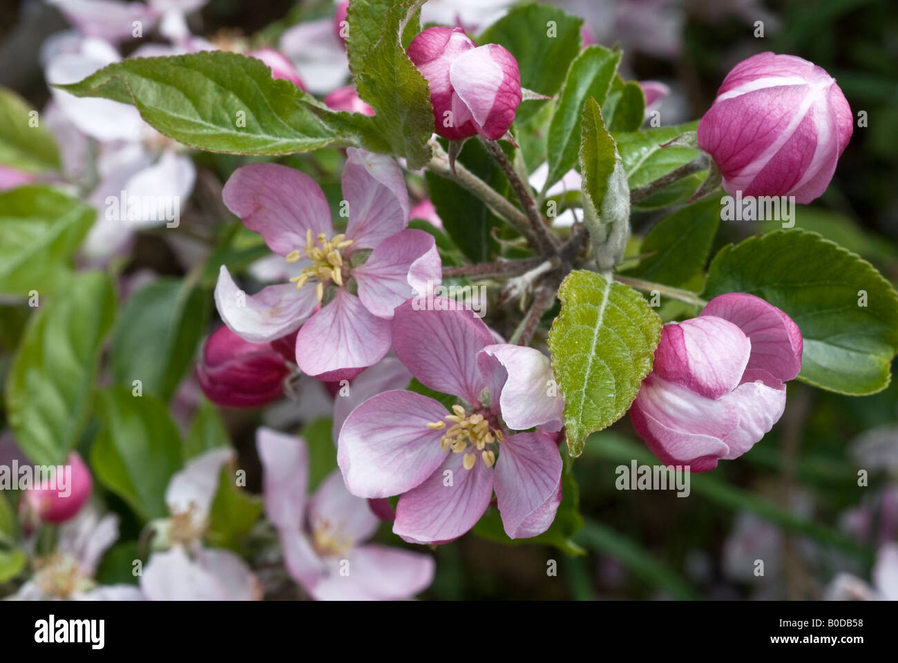 Apple blossom James Grieve Stock Photo