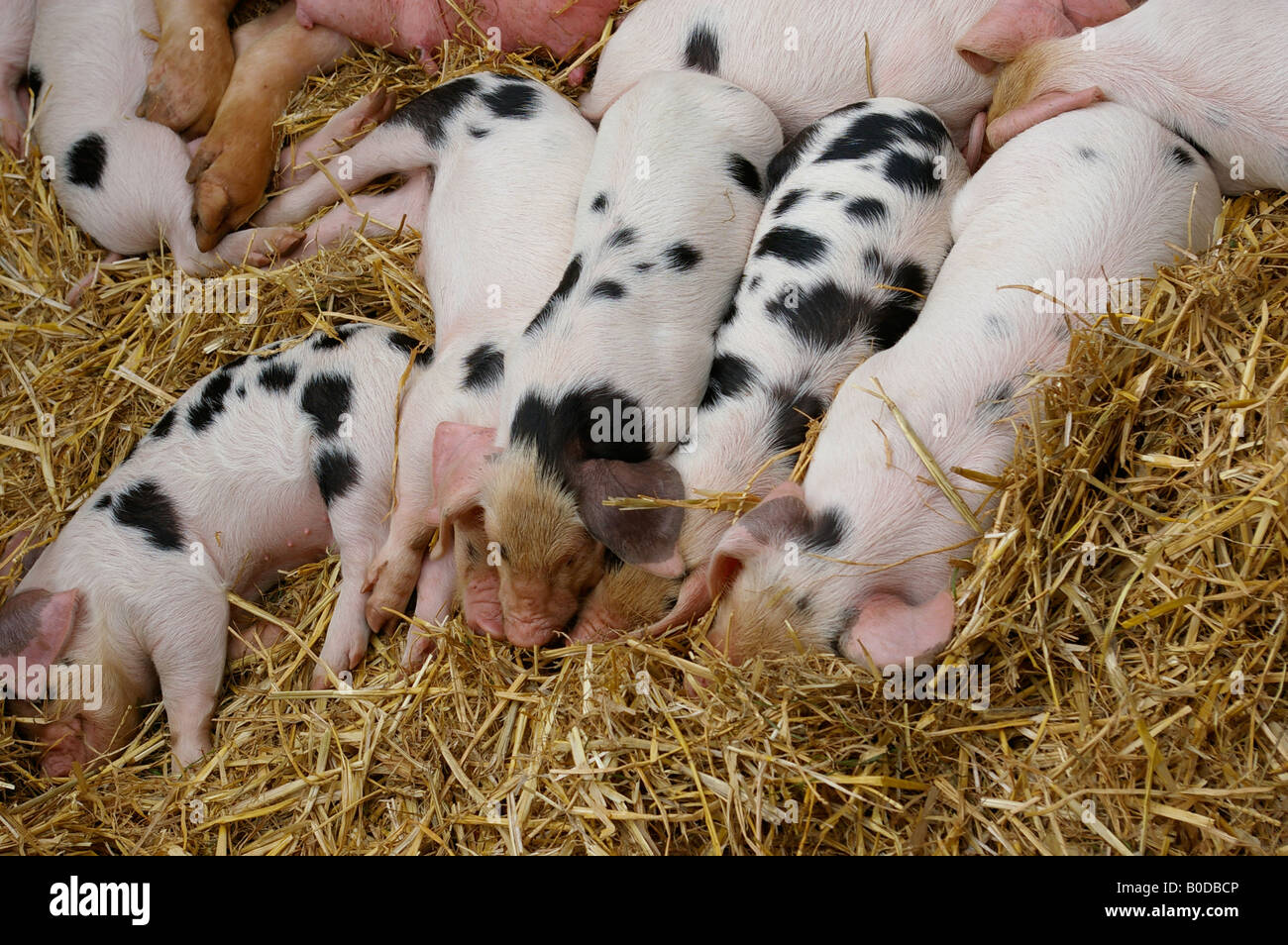 piglet's in pig sty Stock Photo