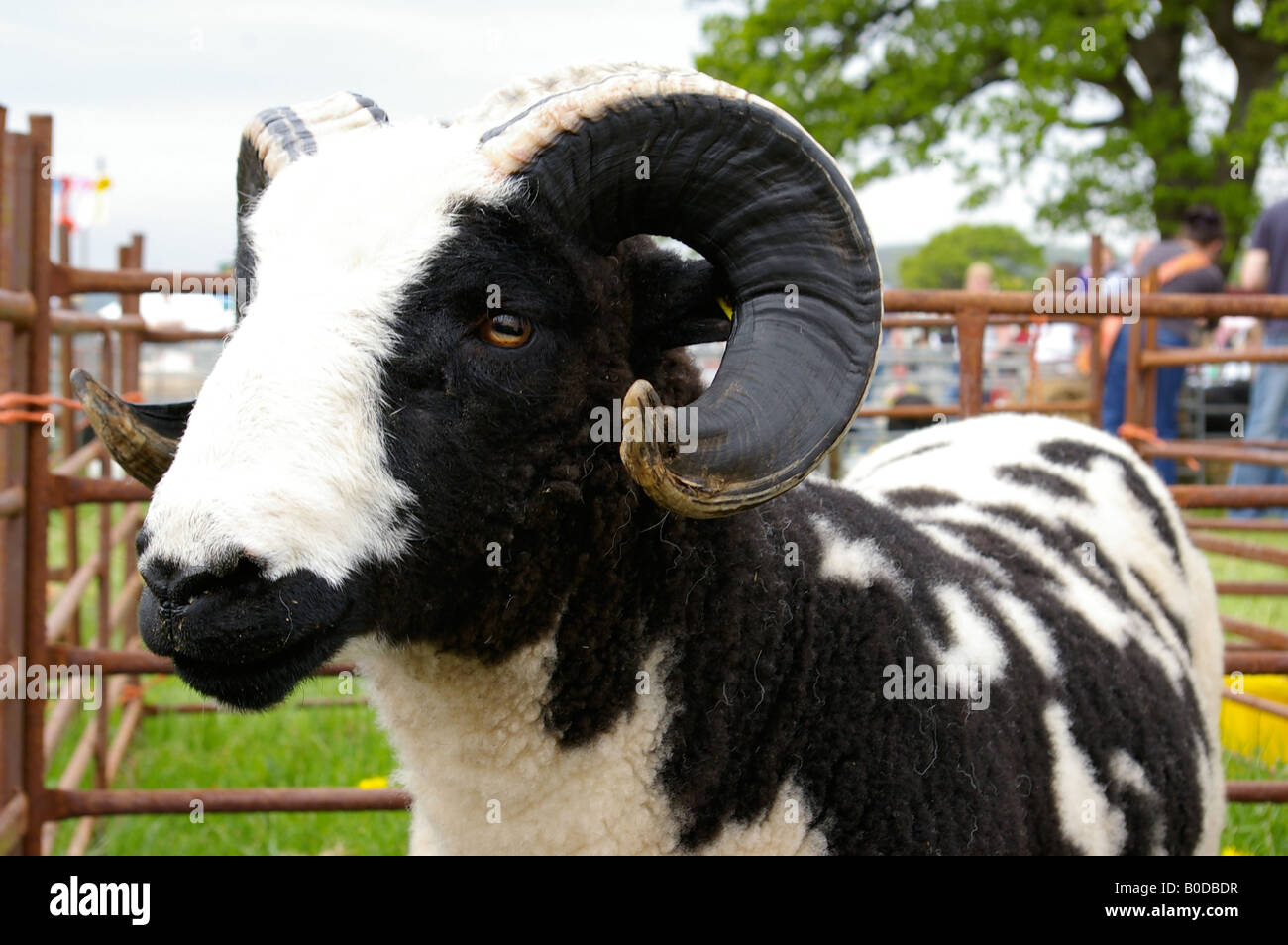 Ram with curly horns Stock Photo