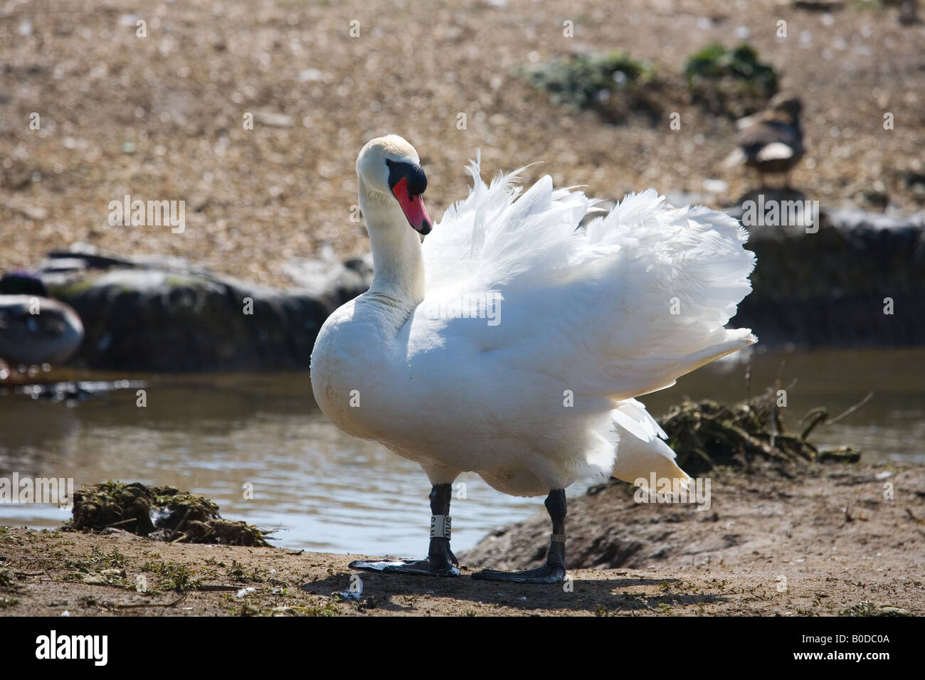 Ruffled feathers of and angry swan at Abbotsbury swannery, Dorset, UK Stock Photo