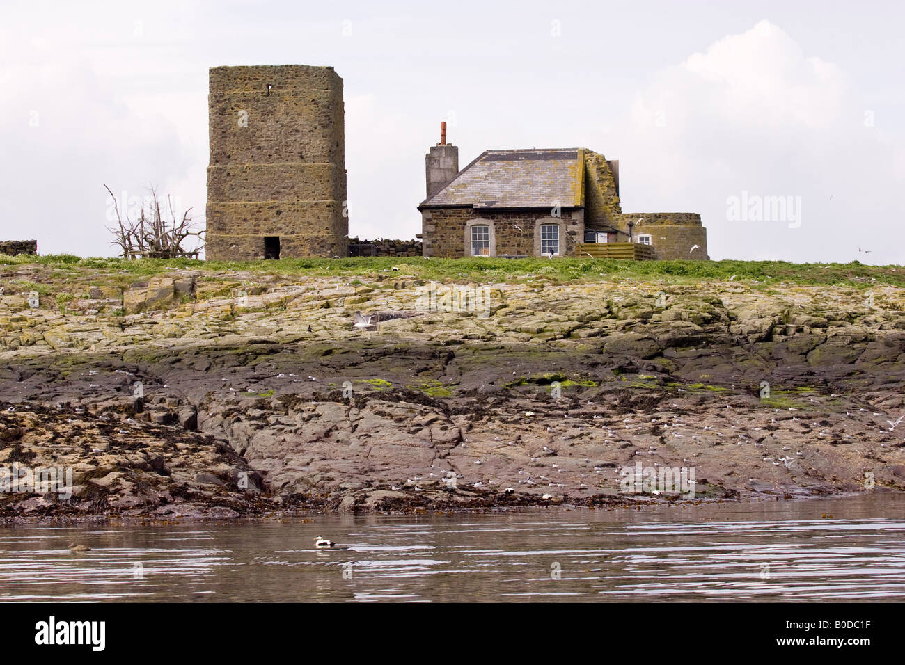 Pele Tower (built in 1500) and building on Inner Farne, Farne Islands,  Northumberland, England, UK Stock Photo - Alamy