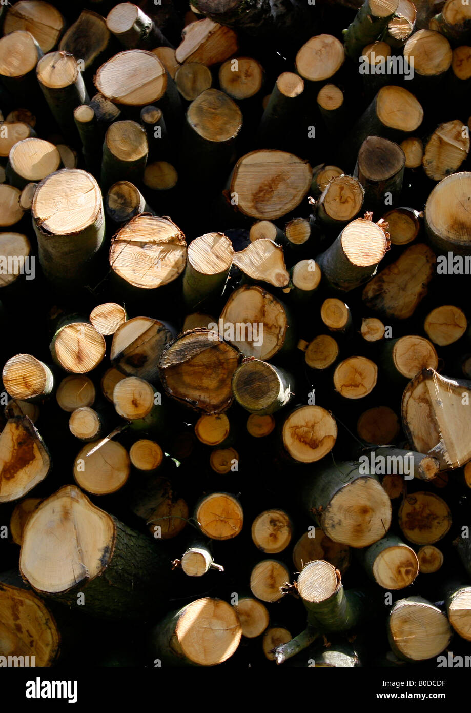Sawing wood circular saw logs hi-res stock photography and images - Alamy