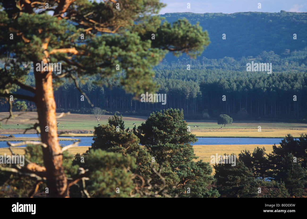 Arne nature reserve hi-res stock photography and images - Alamy