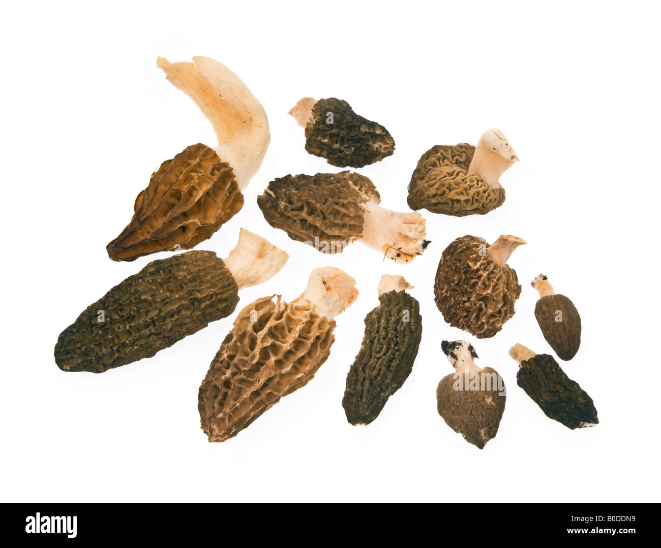 edible brown yellow Morel Morchella esculenta morchel Mushroom