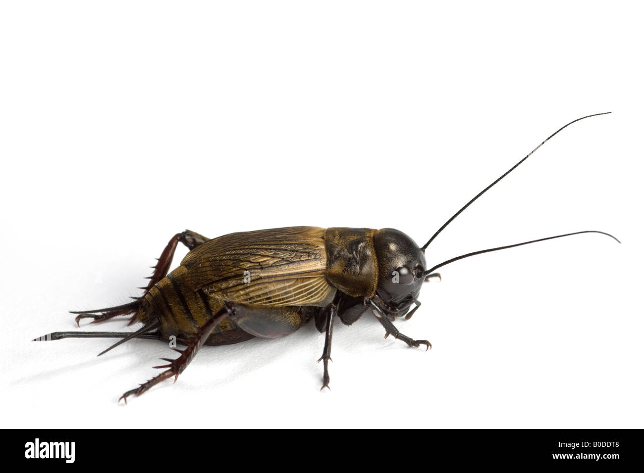 A female Field cricket (Gryllus campestris) photographed in the studio. Femelle de grillon champêtre photographiée en studio. Stock Photo