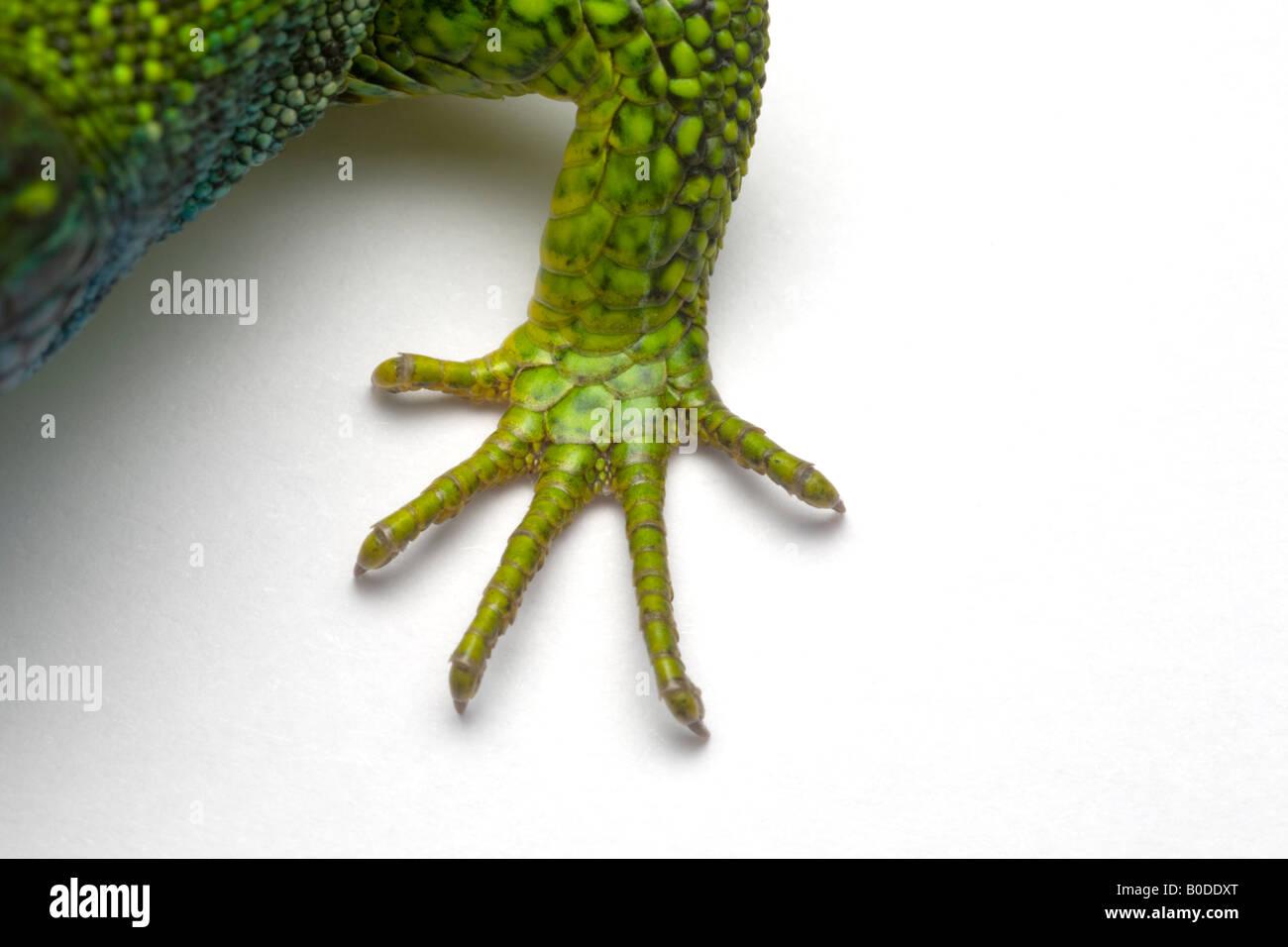 The foreleg of a male green lizard (Lacerta viridis bilineata). Patte avant d'un lézard vert mâle (Lacerta viridis bilineata). Stock Photo