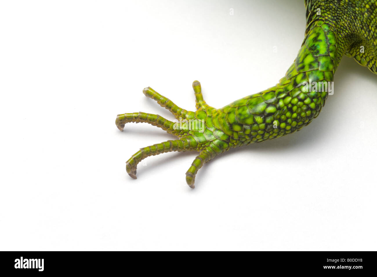 The foreleg of a male green lizard (Lacerta viridis bilineata). Patte avant d'un lézard vert mâle (Lacerta viridis bilineata). Stock Photo