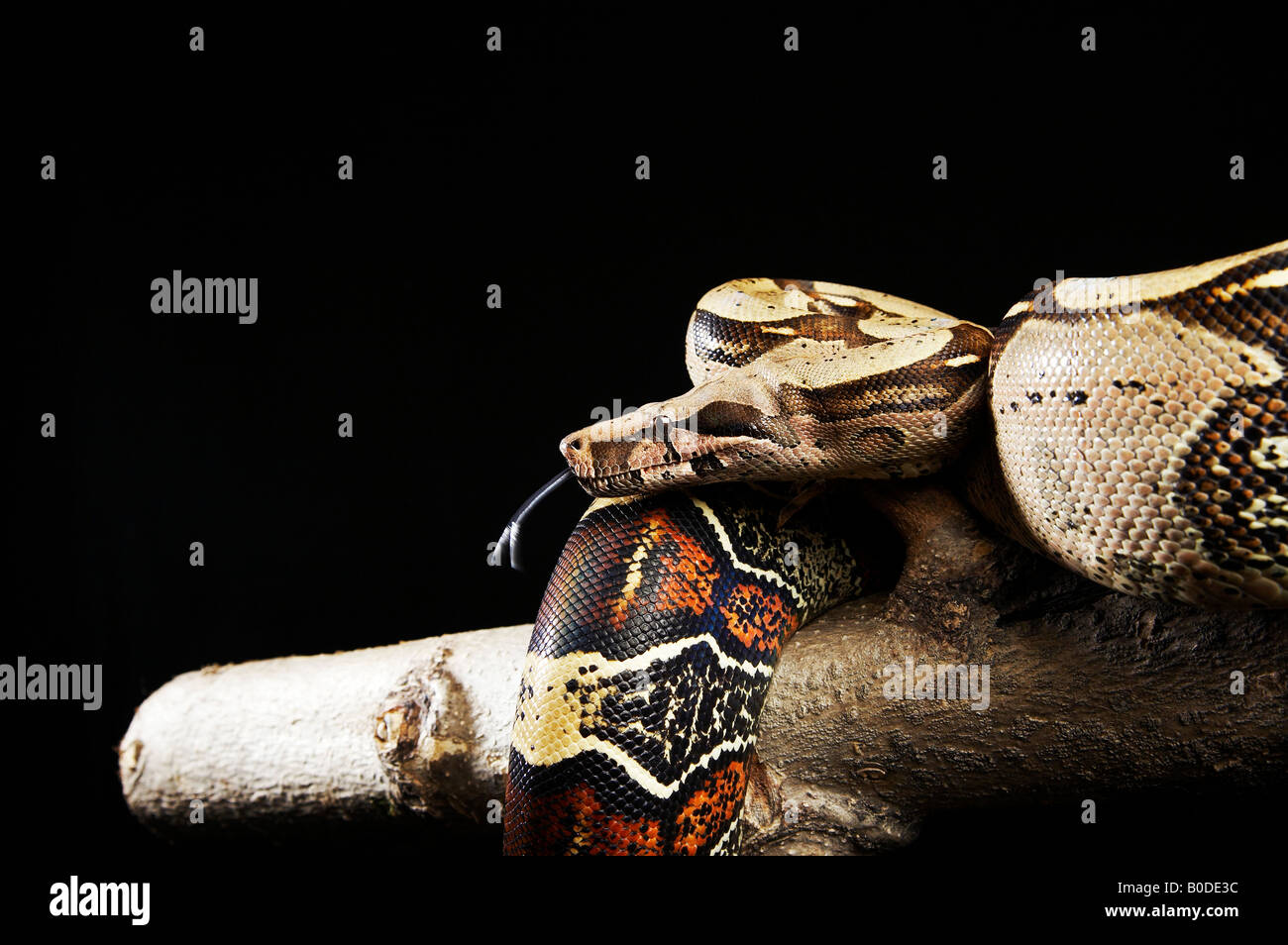 Ball Python/Royal Python coiling on a branch Stock Photo - Alamy