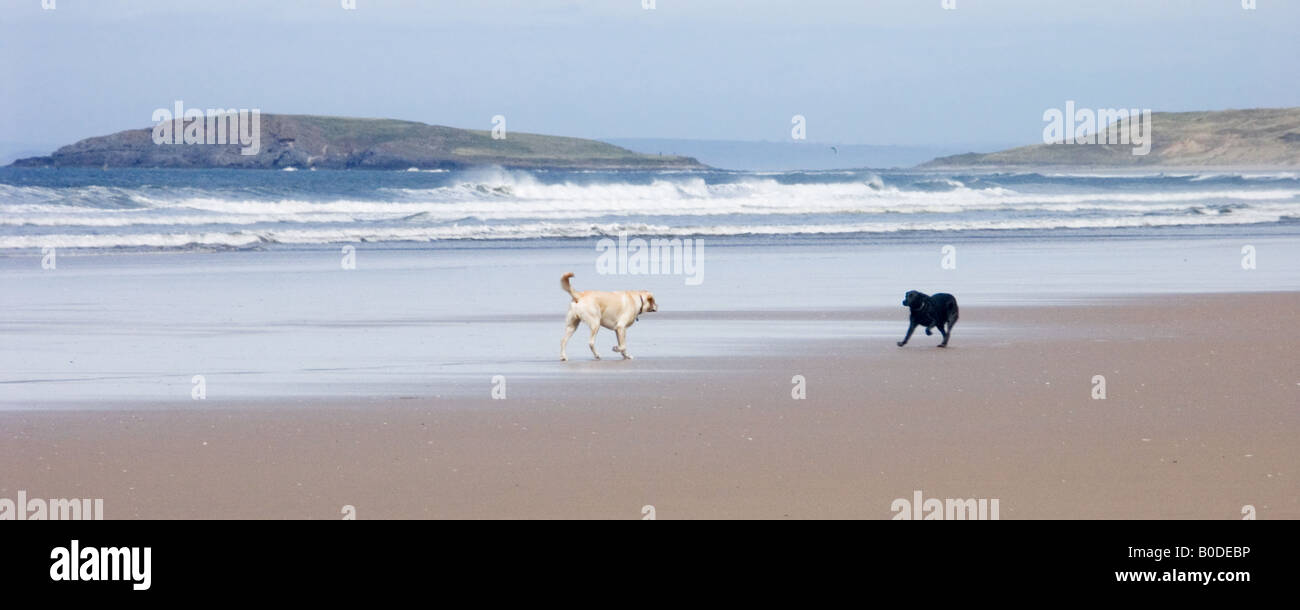 Two Labrador dogs meeting in front of the surf at Rhossili Bay with Burry Holmes tidal island behind, Gower, Glamorgan, Wales Stock Photo