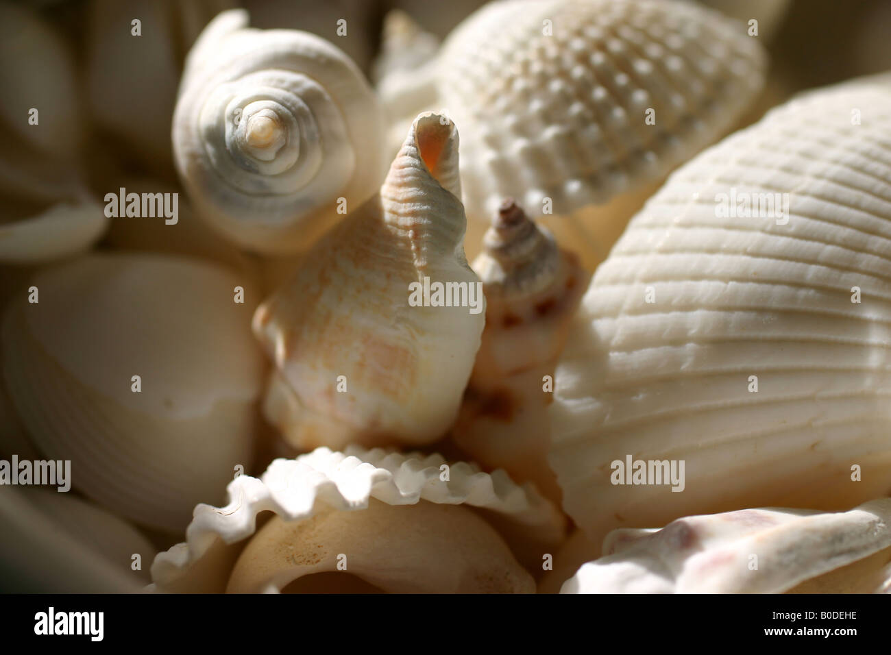 Shell Extures Close Up Texture of a shell hi-res stock photography and images - Alamy