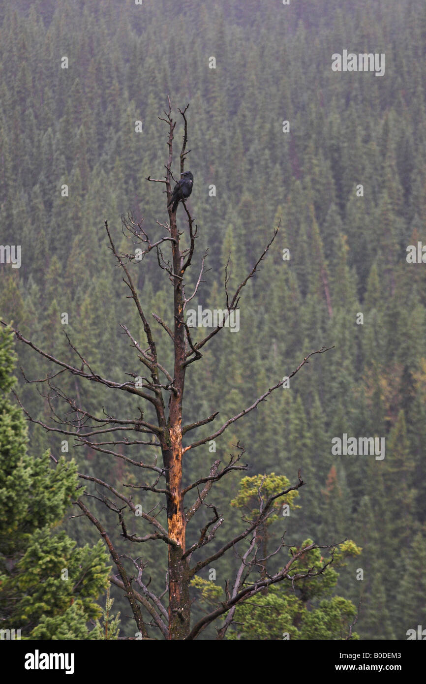 Wet Crow A black crow in the rain perched in a dead tree high above the boreal spruce forest Stock Photo