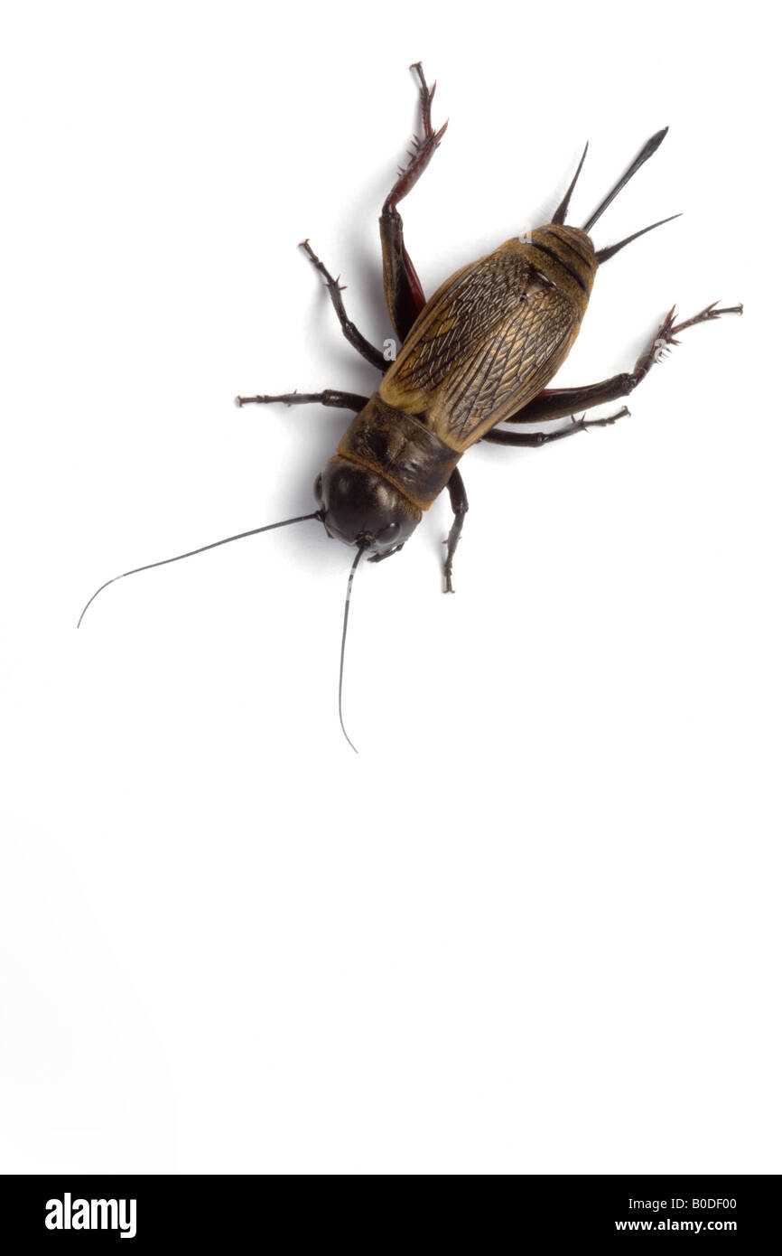 A female Field cricket (Gryllus campestris) photographed in the studio. Femelle de grillon champêtre photographiée en studio. Stock Photo