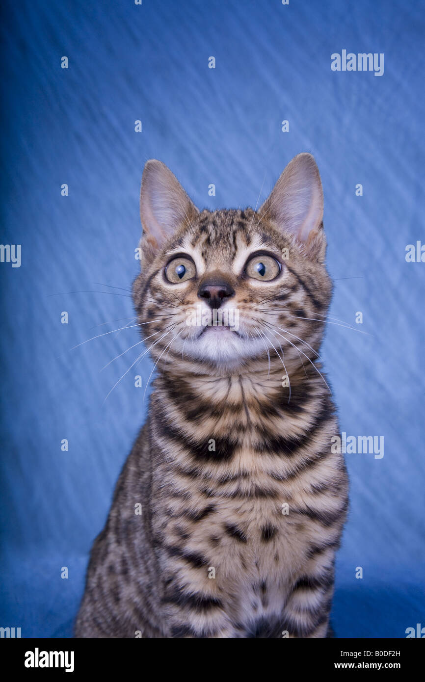Bengal Cat Headshot Stock Photo