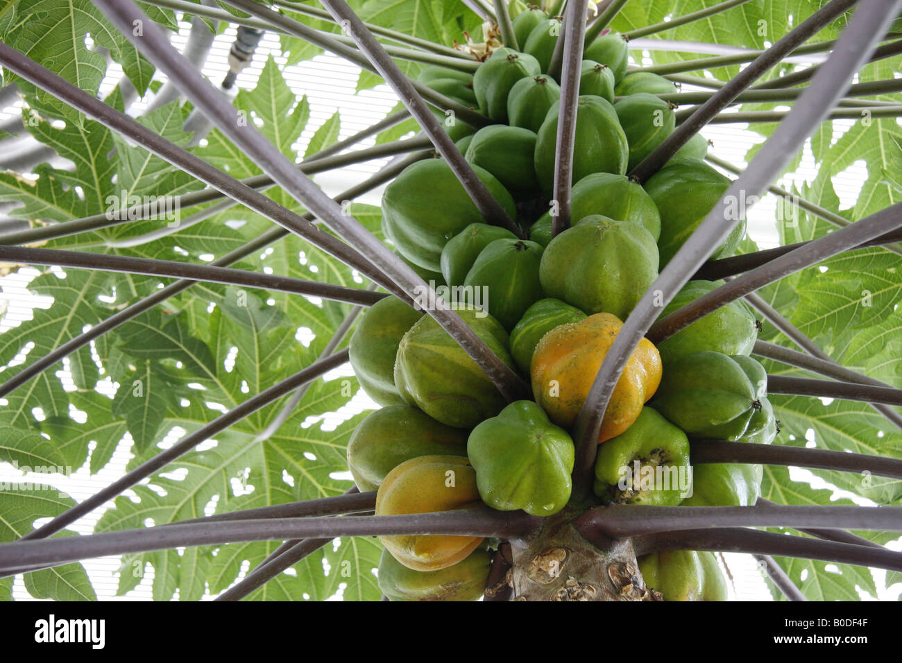 Papaya tree hires stock photography and images Alamy