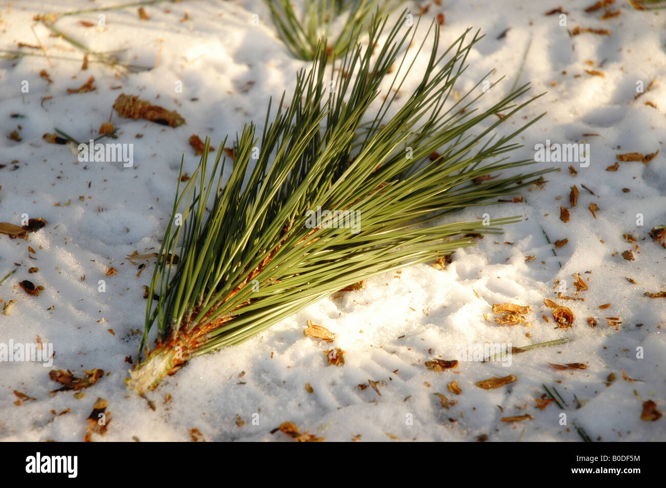 A pine tree branch rests on a snowy trail Stock Photo - Alamy