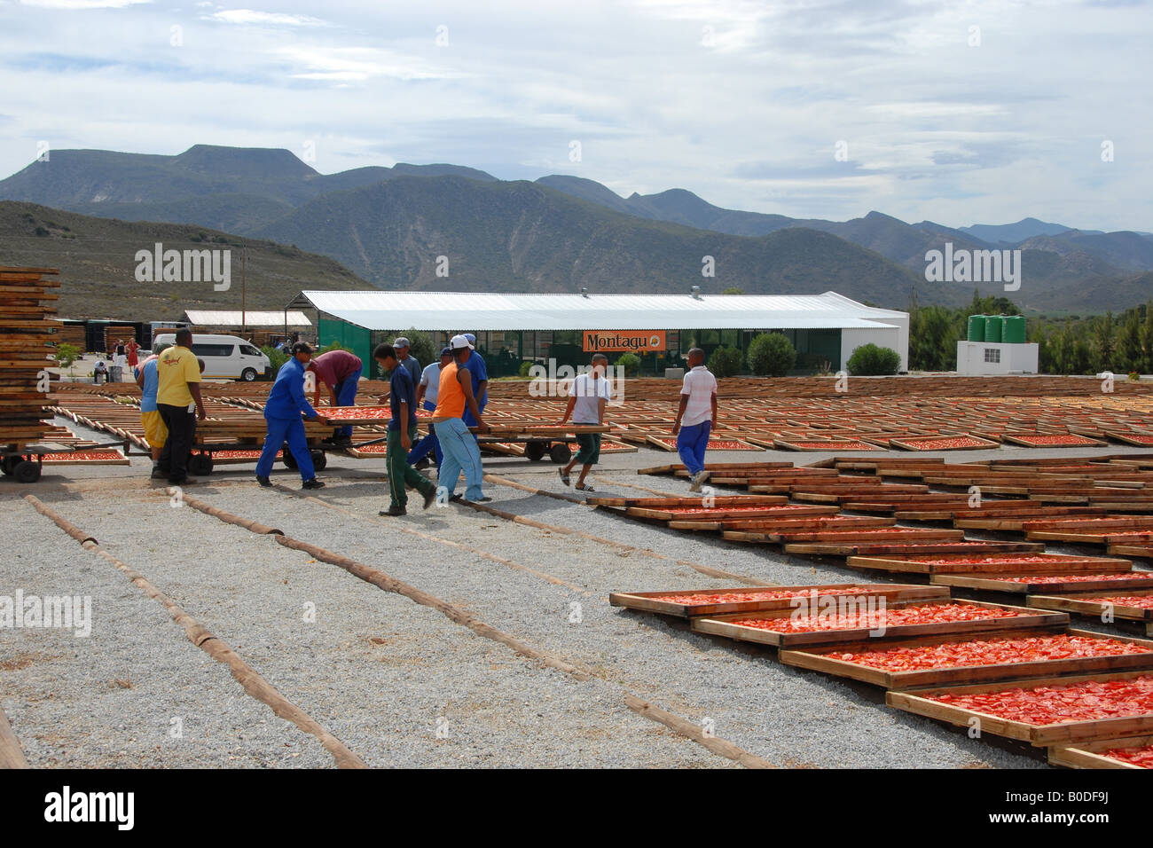 Montagu dried fruit & nuts (7 Stock Photo Alamy