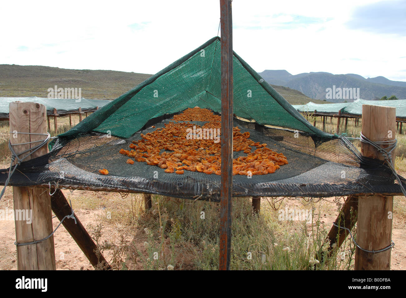 Montagu dried fruit & nuts (13 Stock Photo Alamy