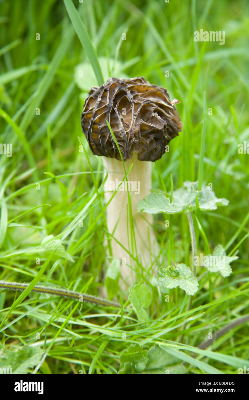 Morel mushrooms edible fungi hires stock photography and images Alamy