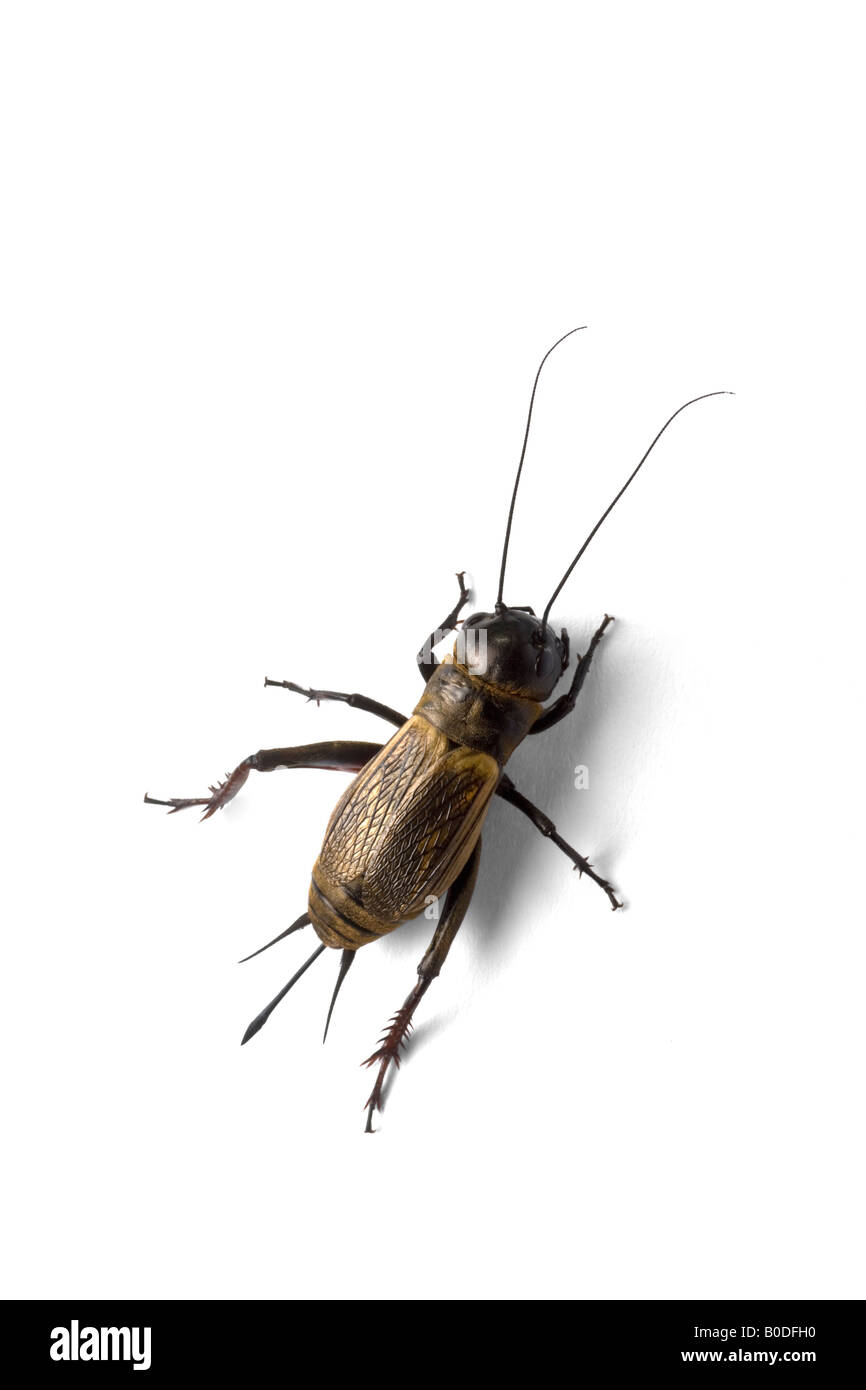 A female Field cricket (Gryllus campestris) photographed in the studio. Femelle de grillon champêtre photographiée en studio. Stock Photo