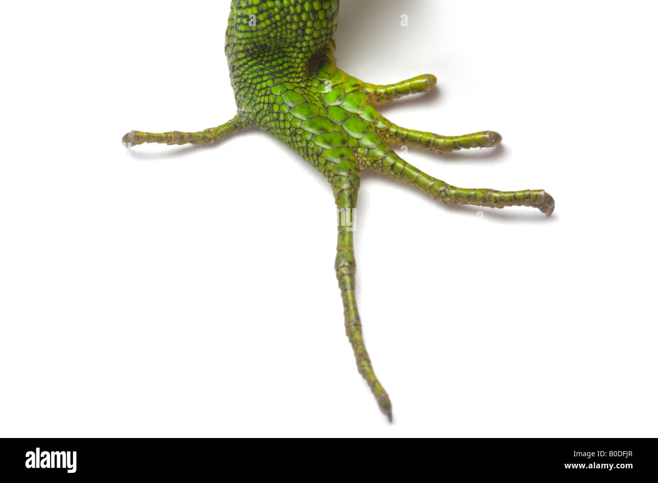 The hindleg of a male green lizard (Lacerta viridis bilineata). Patte arrière d'un lézard vert mâle (Lacerta viridis bilineata). Stock Photo