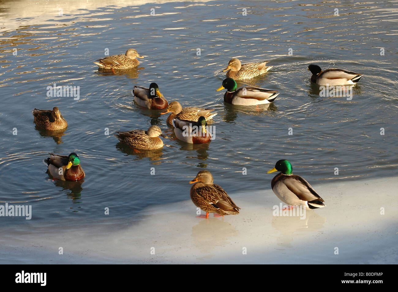 Two ducks overlook their peers having a brisk swim Stock Photo