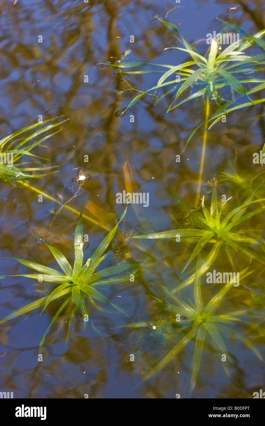 Water soldiers, Stratiotes aloides, plants floating in water. Stock Photo