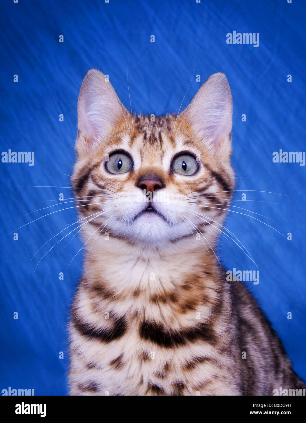 Bengal cat headshot portrait on blue background Stock Photo - Alamy